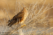 HAWKS, EAGLES, OSPREY